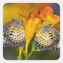 Sammamish, Washington. Tropical Butterflies 68 Square Stickers