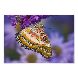 Sammamish, Washington. Tropical Butterflies 7 Photograph