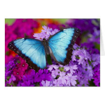 Sammamish Washington Tropical Butterfly 7 Greeting Cards
