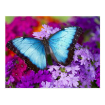 Sammamish Washington Tropical Butterfly 7 Post Cards