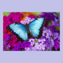 Sammamish Washington Tropical Butterfly 7 posters