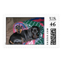 Sammi & Pretzel napping postage
