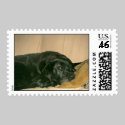 sammy2_edited-3 postage by ultimatepetboutique sammy2_edited-3 postage