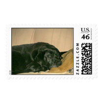 sammy2_edited-3 postage