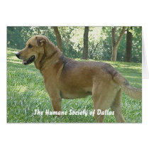 Sammy - The Humane Society of Dallas cards