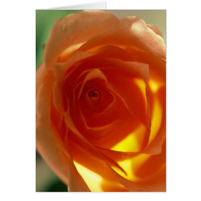 Samon Rose Card by roimim