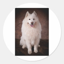 Samoyd Stickers