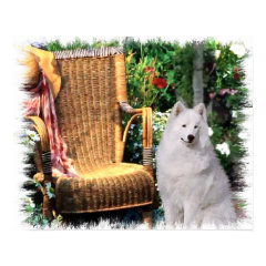 Samoyed Art Print print