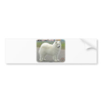 Samoyed bumper stickers by TraffordPhotos Samoyed bumper stickers
