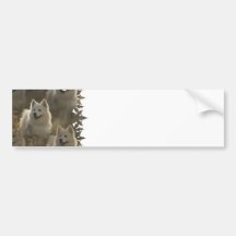 Samoyed Dog Breed Bumper Sticker