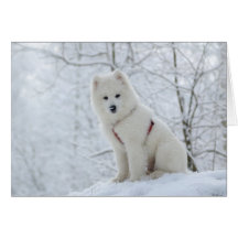 Samoyed dog card