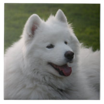 Samoyed Dog Tile