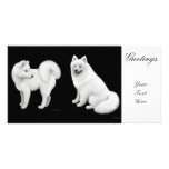 Samoyed Dogs Photo Card