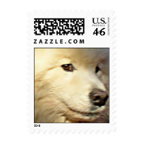 Samoyed face postage