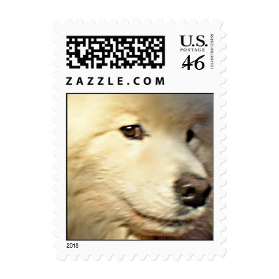 Samoyed face postage by schneiter