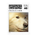 Samoyed face postage by schneiter Samoyed face postage