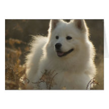 Samoyed Greeting Card