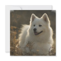 Samoyed Invitation