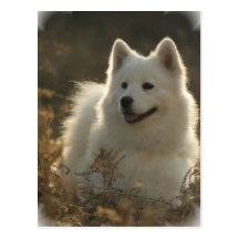 Samoyed Postcard