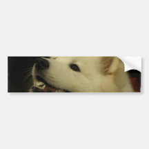 Samoyed Puppy Bumper Stickers