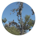 San Diego Shoe Tree In Morley Field Round Stickers