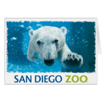San Diego Zoo Polar Bear Greeting Card
