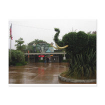 San Diego Zoo Postcard