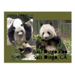 San Diego Zoo Postcard