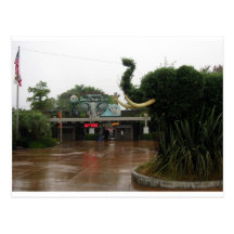 San Diego Zoo Postcard