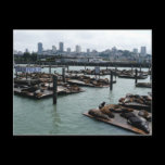 San Francisco and Pier 39 Postcard