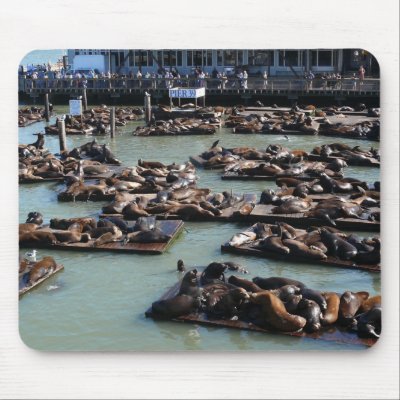 San Francisco Pier 39 Harbor Seals Mousepad from Zazzle. San Francisco Pier 39 Harbor Seals Mousepad from Zazzle.