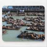 San Francisco Pier 39 Harbor Seals Mousepad