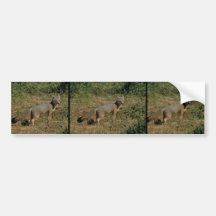 San Joaquin Kit Foxes Bumper Stickers
