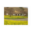San Jose Wild Flowers posters