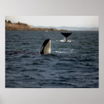 San Juan Orca Poster