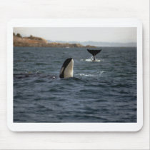 San Juan Whales Mousepad
