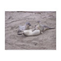 San Simeon California Elephant Seals postcards by laughingdragons San Simeon California Elephant Seals postcards