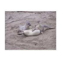 San Simeon California Elephant Seals postcards by laughingdragons San Simeon California Elephant Seals postcards