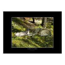 SANCTUARY Art Poster posters