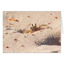 Sand Crab cards by slinky789 Sand Crab cards