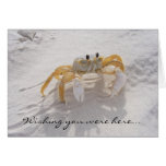 Sand Crab Card