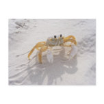 Sand Crab Postcard