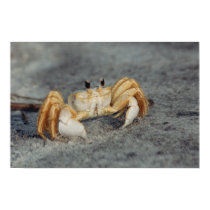 Sand Crab posters by Ellenetta Sand Crab posters