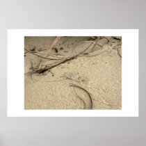 Sand crab. posters