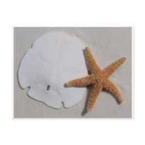 Sand dollar and starfish postcard