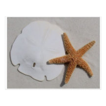 Sand dollar and starfish postcard
