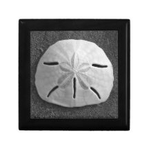 Sand Dollar B&W Sea Shell Photo Gift Jewelry Box