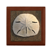 Sand Dollar Beach Sea Shell Photo Gift Jewelry Box