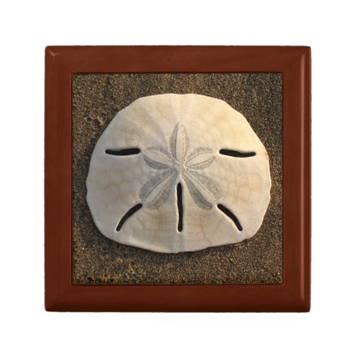 Sand Dollar Beach Sea Shell Photo Gift Jewelry Box Zazzle