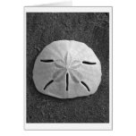 Sand Dollar (Black and White) Card